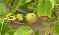 خطرناک‌ترین درخت در جهان +عکس