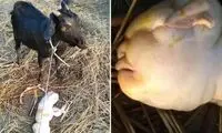 تولد نوزاد انسان‌نما از یک بز!