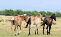 به این شبه جزیره زیبای شمال ایران سفر کنید
