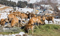 حرکت خیرخواهانه دوست‌داران حیوانات