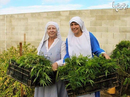راهبه هایی که ماریجوانا پرورش می دهند!