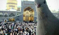 عکس سلفی کبوتر با حرم امام رضا (ع)