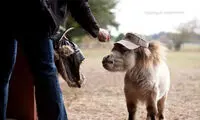 اسب کوتوله مشهور +عکس