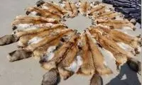 چرا «خز بازی» ساره بیات جنجال‌ برانگیز است؟