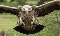 عکس: دعوای خانوادگی برای لاشه حیوان