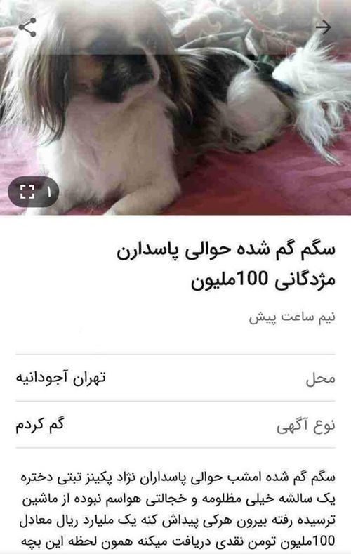 مژدگانی ۱۰۰میلیونی برای سگ گمشده!