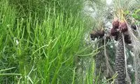 درختی در نیکشهر که نفت تولید می‌کند