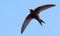 پرنده‌ای که قادر است 10ماه بدون توقف پرواز کند!