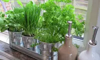باغچه‌ای سبز کنار میز صبحانه