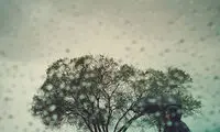 عکاسی از زیباییِ مناظر روزمره یک درخت