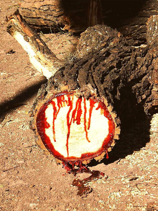 با درخت خون آلود آشنا شوید