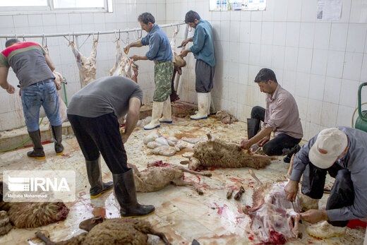 دلیلی که مانع انتقال گوشت‌های قربانی به ایران شد