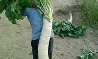 برداشت تُرب دو متری در سوادکوه