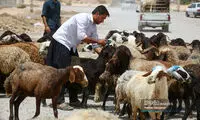 قیمت جدید دام زنده اعلام شد