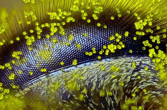 زیباترین عکس‌های میکروسکوپی سال 2015