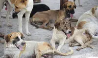 واکنش توئیتری شورای شهر به فیلم آزار سگ‌ها