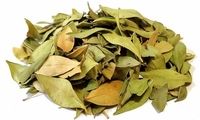 گیاهی که ریزش مو را متوقف می‌کند