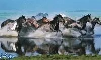 گزارش تصویری از اسب های وحشی مغول