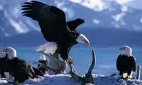 تصاویر فوق العاده زیبا از دنیای حیوانات (3)