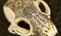 تزیین جمجمه با ماندالاهای طلایی +عکس