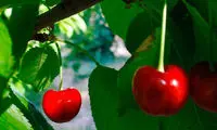میوه های بهاری باغهای کوه فلک