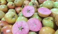 عجیب ترین سیب های دنیا +عکس