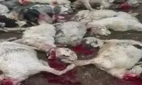 تلف شدن ۱۰۵رأس گوسفند بر اثر صاعقه در ایذه