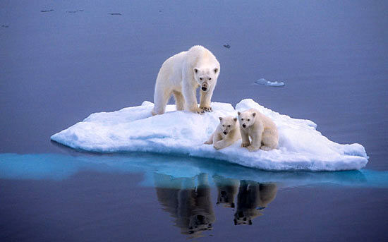 انقراض خرسهای قطبی نزدیک است