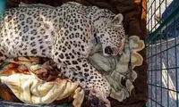 پلنگ باغ‌وحش ارم در جدال با مرگ و زندگی
