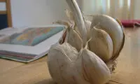راهکار علمی برای از بین بردن بوی سیر دهان