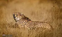 یوزپلنگ ایرانی