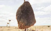 حدس بزنید این تصویر چیست؟!
