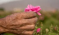 موسم شکفتن گل و گلاب‌گیری