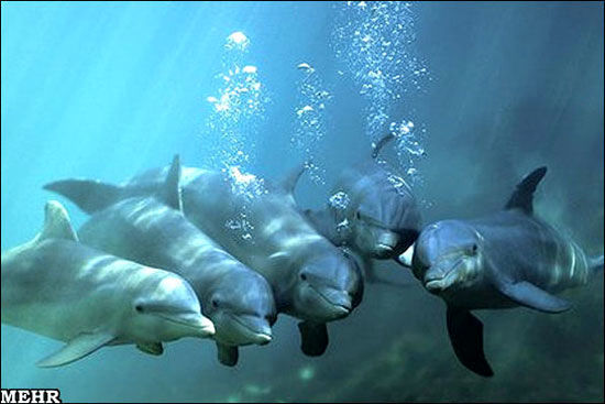 تبلت آبی ویژه دلفین ها هم از راه رسید
