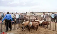 بازار فروش دام در آستانه عید قربان