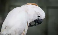 باغ پرندگان اصفهان