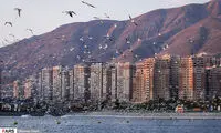 تهران؛ میزبان «پرندگان سیبری»