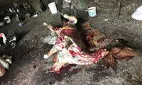 نیم تن گوشت اسب غیرمجاز در تهران معدوم شد