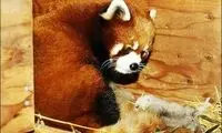 انقراض پانداهای سرخ دوست داشتنی