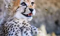 «پیروز» هزینه است یا دستاورد علمی؟
