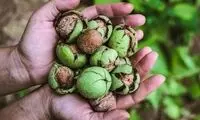 خوردن گردو در شب چه خواصی دارد؟