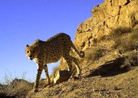 یک یوزپلنگ دیگر در ایران تلف شد