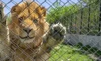 واکنش به تصویر عجیبِ یک شیر در باغ‌وحش مشهد