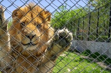 واکنش به تصویر عجیبِ یک شیر در باغ‌وحش مشهد
