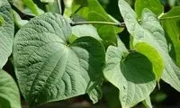 گیاهی که جایگزین به حقِ داروهای خواب‌آور است