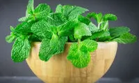 خواص شگفت‌انگیز این گیاه خوشبو که نمی‌دانید