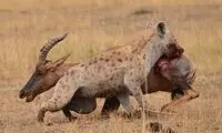 کفتار، شاخ‌ چنگیِ نگون‌بخت را زنده زنده خورد!