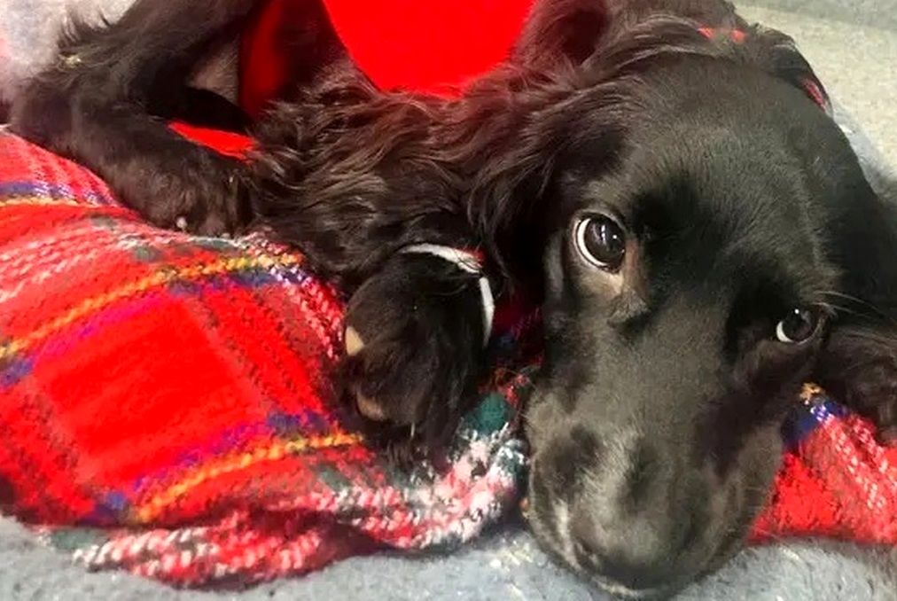 بازگشت یک سگ شش پا به زندگی عادی بعد از جراحی