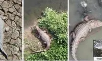 پهپادها به کمک شکار تمساح‌ها می‌آیند