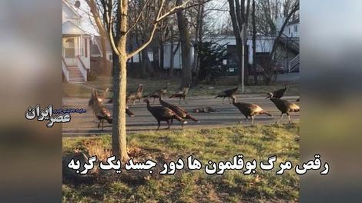 ویدئویی عجیب از رقص مرگ بوقلمونها دور جسد یک گربه